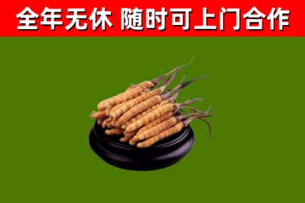 东宝区回收散虫草
